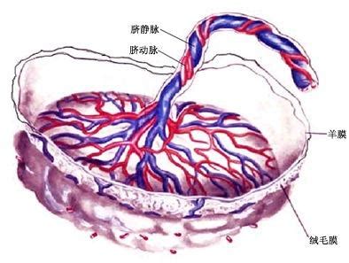 胎盘是怎么形成的